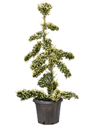Cute Japanese Holly Ilex crenata (110-140) Outdoor Plants