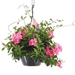 Mandevilla (Dipladenia) Diamantina Opale Fuchsia Flammé