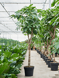 Cheerful Umbrella Tree Schefflera actinophylla 'Amate' Indoor House Plants