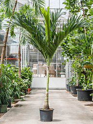 Lush Manila Palm Veitchia (Adonidia) merrillii (575-650) Indoor House Plants