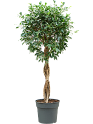 Lush Weeping Fig Ficus microcarpa ‘Nitida’ Tall Indoor House Plants Trees