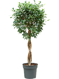 Lush Weeping Fig Ficus microcarpa ‘Nitida’ Tall Indoor House Plants Trees