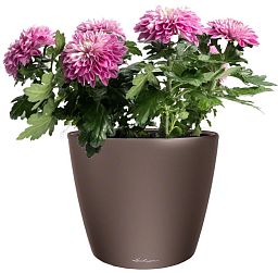 Blooming Chrysanthemum Dream in LECHUZA CLASSICO LS Self-watering Planter, Total Height 35 cm