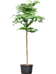Lush Verawood Bulnesia arborea Tall Indoor House Plants Trees