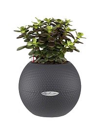 Crassula Ovata Minor Money Plant in LECHUZA-PURO Self-watering Planter, Total Height 30 cm