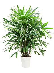 Tropical Lady Palm Rhapis excelsa Indoor House Plants