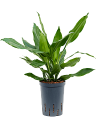 Easy-Care Corn Plant Dracaena fragrans 'Janet Lind' Tall Indoor House Plants Trees