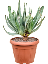Aloe plicatilis