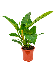 Lush Heart-Leaf Philodendron 'Imperial Green' Indoor House Plants