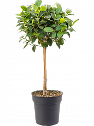 Lush Port Jackson Fig Ficu srubiginosa 'Australis' Tall Indoor House Plants Trees
