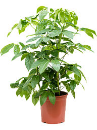 Cheerful Umbrella Tree Schefflera actinophylla 'Amate' Indoor House Plants