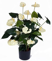 Anthurium Cream Artificial Flower Plant