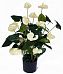 Anthurium Cream Artificial Flower Plant
