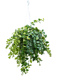 Graceful Lipstick Plant Aeschynanthus 'Mona Lisa' Indoor House Plants