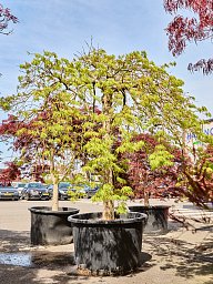 Acer pal. 'Green Lace'