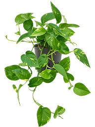 Shade-loving Pothos Scindapsus (Epipremnum) 'Aureum' Indoor House Plants