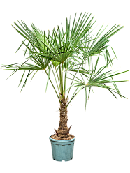 Windmill Palm Tree Trachycarpus fortunei (300-350)