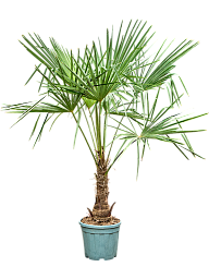 Windmill Palm Tree Trachycarpus fortunei (300-350)