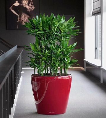 LECHUZA CLASSICO LS Round Poly Resin Self-watering Planter