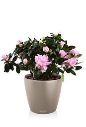 Blooming Azalea in LECHUZA CLASSICO Color Self-watering Planter, Total Height 50 cm