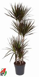 Showy Dragon Tree Dracaena marginata 'Magenta' Tall Indoor House Plants Trees