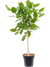 Lush Banyan Fig Ficus benghalensis 'Audrey' Indoor House Plants