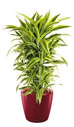 Dracaena Fragrans Lemon Lime in LECHUZA CLASSICO LS Self-watering Planter, Total Height 120 cm