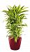 Dracaena Fragrans Lemon Lime in LECHUZA CLASSICO LS Self-watering Planter, Total Height 120 cm