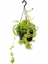 Fancy Spider Plant Chlorophytum comosum 'Bonnie' Indoor House Plants W...