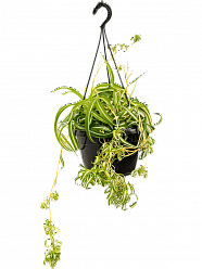 Fancy Spider Plant Chlorophytum comosum 'Bonnie' Indoor House Plants