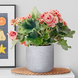 IDEALIST Lite Honeycomb Style Table and Hanging Cylinder Round Plant Pot Dual Use Indoor Planter