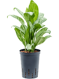 Delicate Chinese Evergreen Aglaonema 'Christina' Indoor House Plants