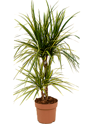 Showy Dragon Tree Dracaena marginata 'Sunray' Tall Indoor House Plants Trees