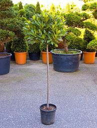 Lush Bay Tree Laurus nobilis