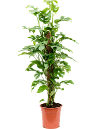 Shade-loving Swiss Cheese Plant Monstera minima' Indoor House Plants