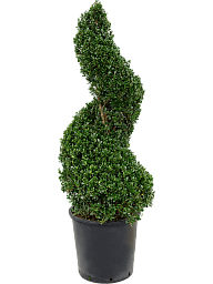 Cute Japanese Holly Ilex crenata 'Dark Green'