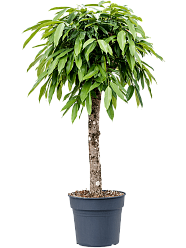Lush Narrow-leaf Fig Ficus binnendijkii 'Amstel King' Tall Indoor House Plants Trees