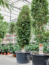 Lush Weeping Fig Ficus microcarpa ‘Nitida’ Tall Indoor House Plants Trees