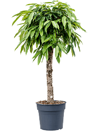 Lush Narrow-leaf Fig Ficus binnendijkii 'Amstel King' Tall Indoor House Plants Trees