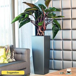 Lush Heart-Leaf Philodendron 'Red Beauty' Indoor House Plants
