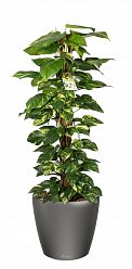 Easy-Care Fern Epipremnum aureum Golden Pothos in LECHUZA CLASSICO LS Self-watering Planter, Total Height 160 cm Indoor House Plants