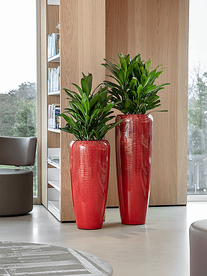 Vibrant Ti Plant Cordyline fruticosa' Glauca' Indoor House Plants