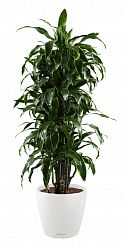 Dracaena Fragrans Arturo in LECHUZA CLASSICO Color Self-watering Planter, Total Height 160 cm