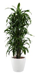 Dracaena Fragrans Arturo in LECHUZA CLASSICO Color Self-watering Planter, Total Height 160 cm