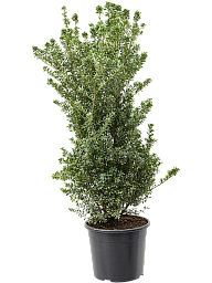 Cute Japanese Holly Ilex crenata 'Maxima'