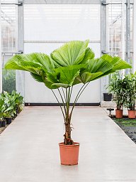 Lush Ruffled Fan Palm Licuala grandis Tall Indoor House Plants Trees