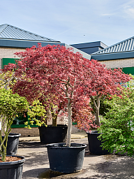 Acer pal. diss. 'Garnet'