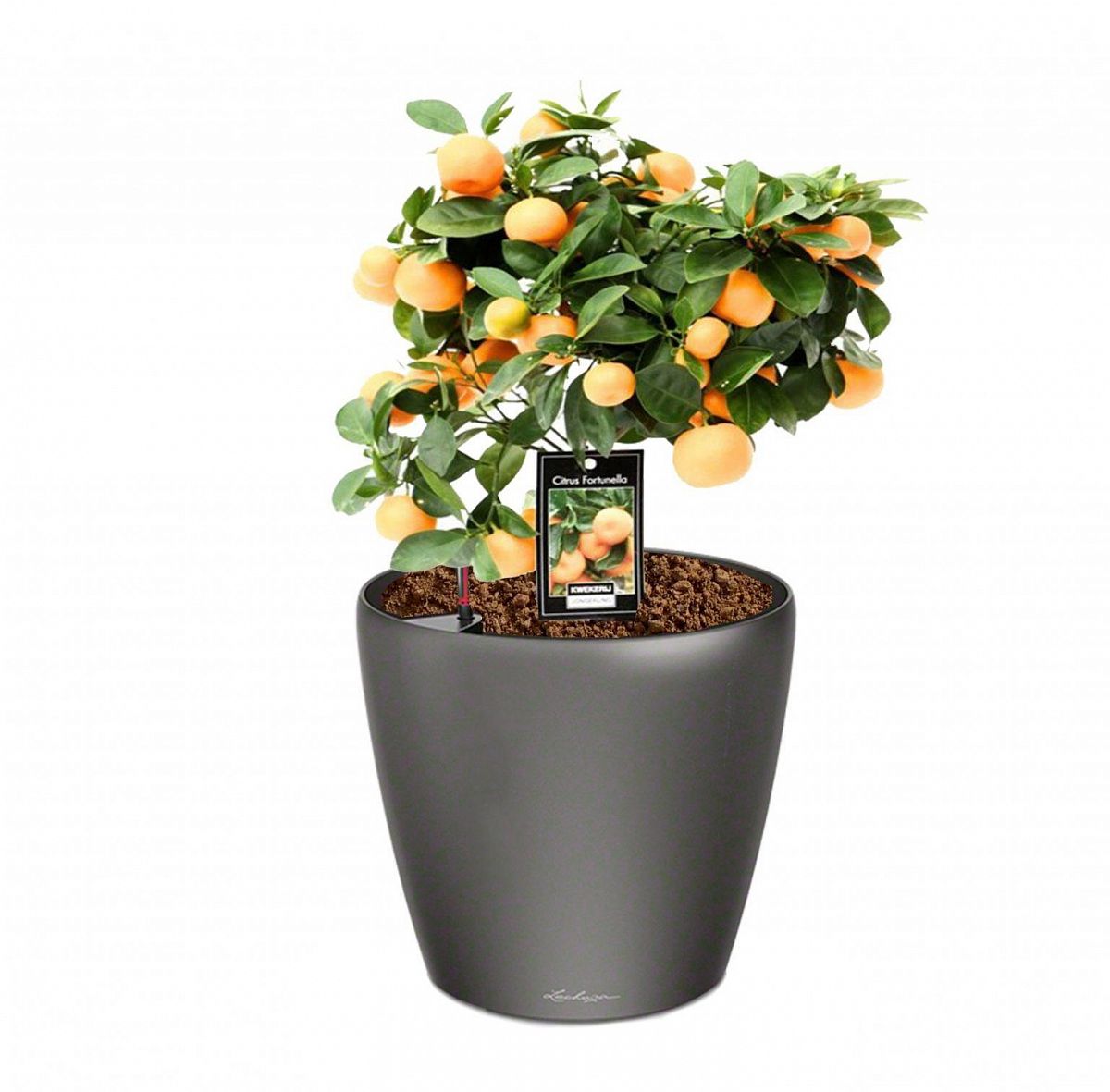 Tangerine Tree in LECHUZA CLASSICO LS Self-watering Planter, Total Height 50 cm