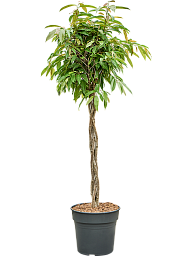 Lush Narrow-leaf Fig Ficus binnendijkii 'Amstel King' Tall Indoor House Plants Trees