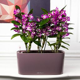 Blooming Dendrobium Orchid in LECHUZA DELTA Self-watering Planter, Total Height 50 cm